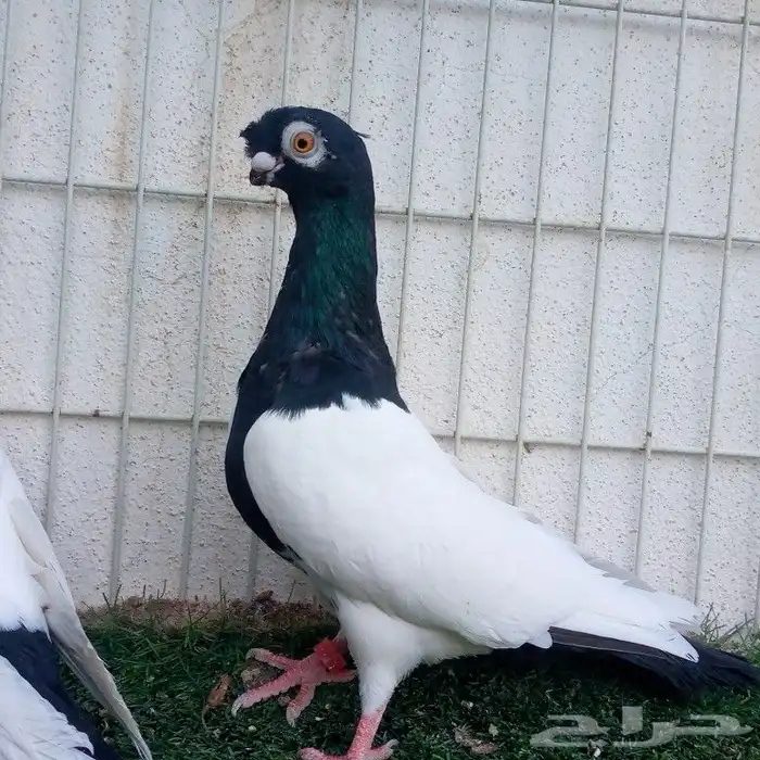 زوج شاينيز ملكي تم البيع 5