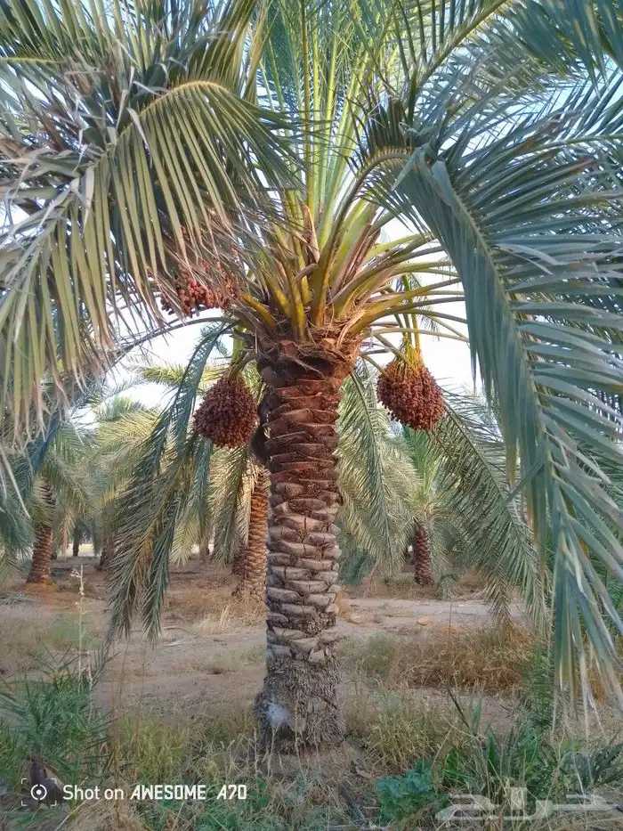 نخل وجثايث القصيم نخل طيب اسعارمعقوله 0