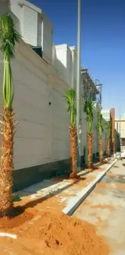 نخل واشنطونياء زينة للبيع 6