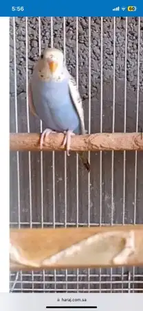 طيور بادجي جمله وتفريد 2