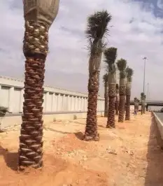 نخل عربي من افضل المزارع. جميع الانواع موجوده 4