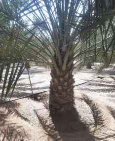 نخل عربي من افضل المزارع. جميع الانواع موجوده 1