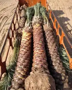 نخل عربي من افضل المزارع. جميع الانواع موجوده 3