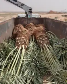 نخل عربي من افضل المزارع. جميع الانواع موجوده 0