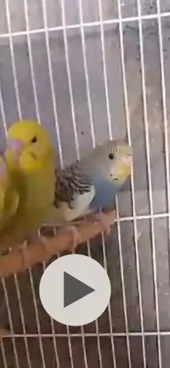 طيور بادجي جمله وتفريد 5