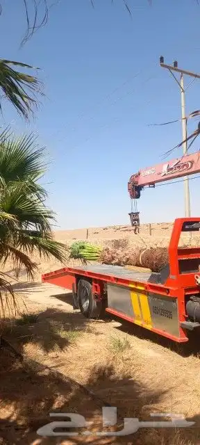 نخيل القصيم المثمرة 7