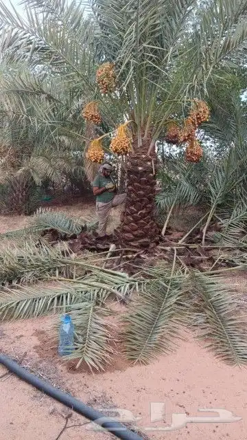 نخيل القصيم المثمرة 0
