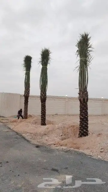 زراعه نخيل 7