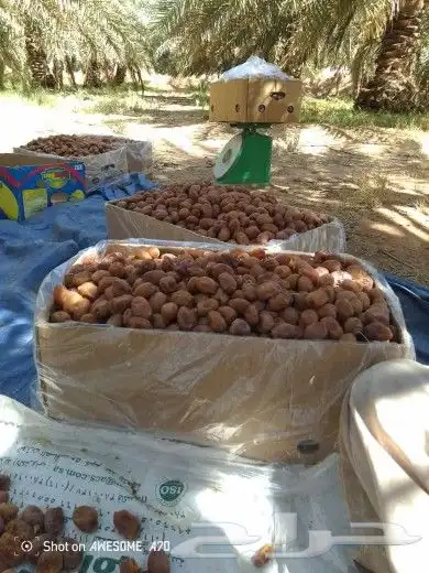 نخيل القصيم المثمرة 2