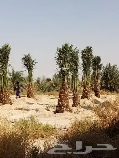 زراعه نخيل 1