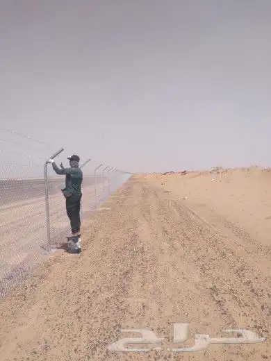 نخيل القصيم المثمرة 5