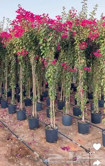 مزرع 5