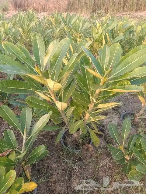 تنسيق حدائق بالدمام 10