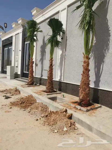 زراعه نخيل 4