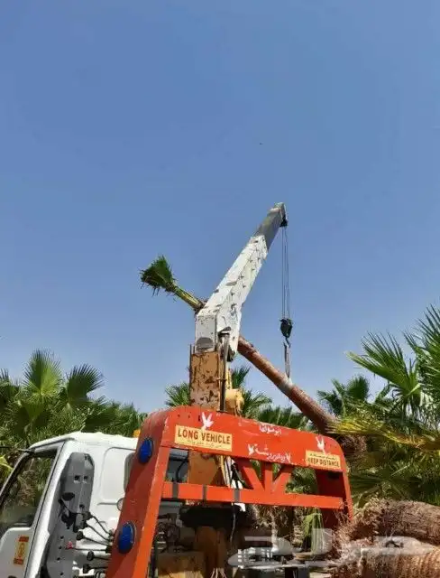 نخيل القصيم المثمرة 8