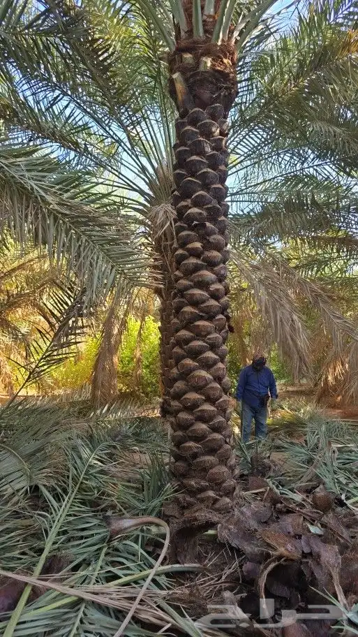 يوجد لدينا نخل عربي بجميع انواعه ومقاساته 0
