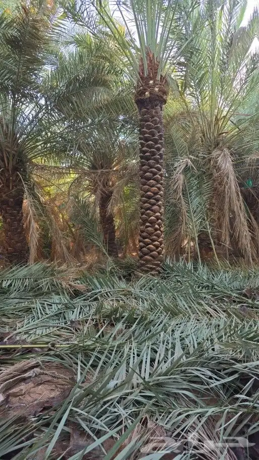 يوجد لدينا نخل عربي بجميع انواعه ومقاساته 3