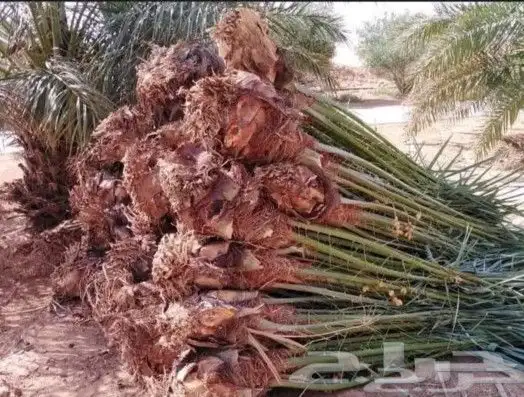 قلعه حيش وغارس تكريب تجريد نظافه 2