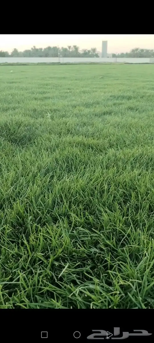 ثيل انتورو الإسباني وسي 2000 مزارع الخرج توريد وتركيب 5