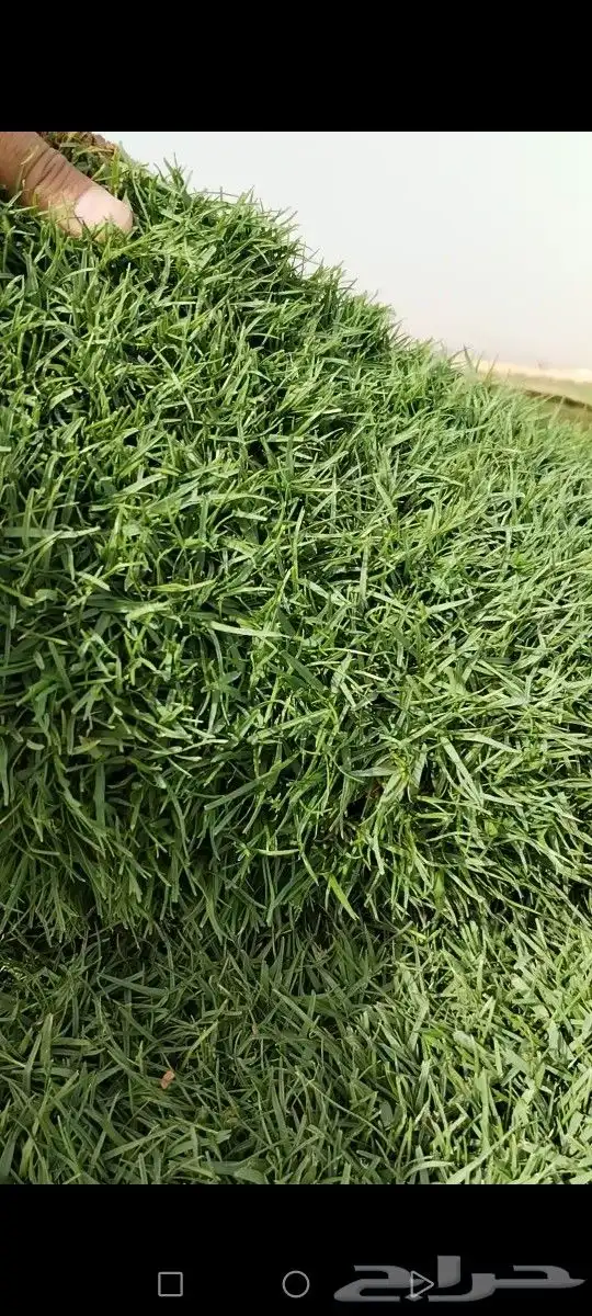 ثيل انتورو الإسباني وسي 2000 مزارع الخرج توريد وتركيب 9