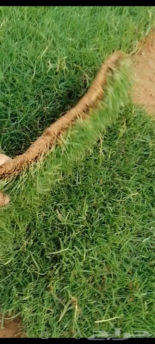 ثيل انتورو الإسباني وسي 2000 مزارع الخرج توريد وتركيب 8