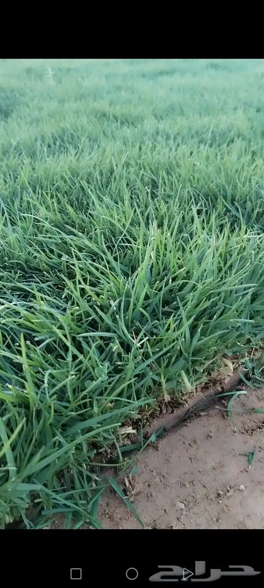 ثيل انتورو الإسباني وسي 2000 مزارع الخرج توريد وتركيب 6