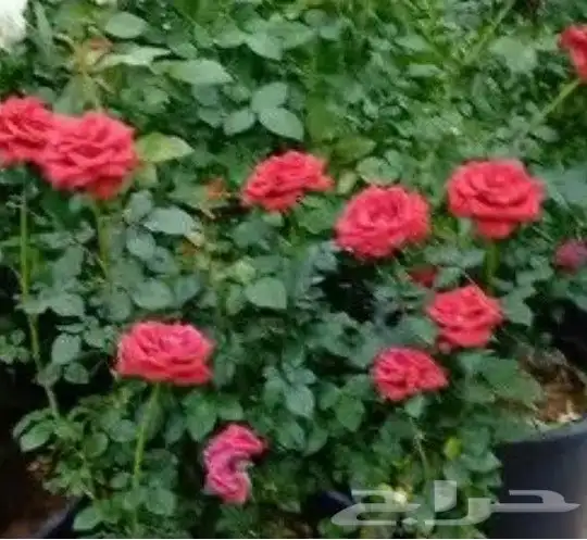 ثيل طبيعي درجه اولى 9