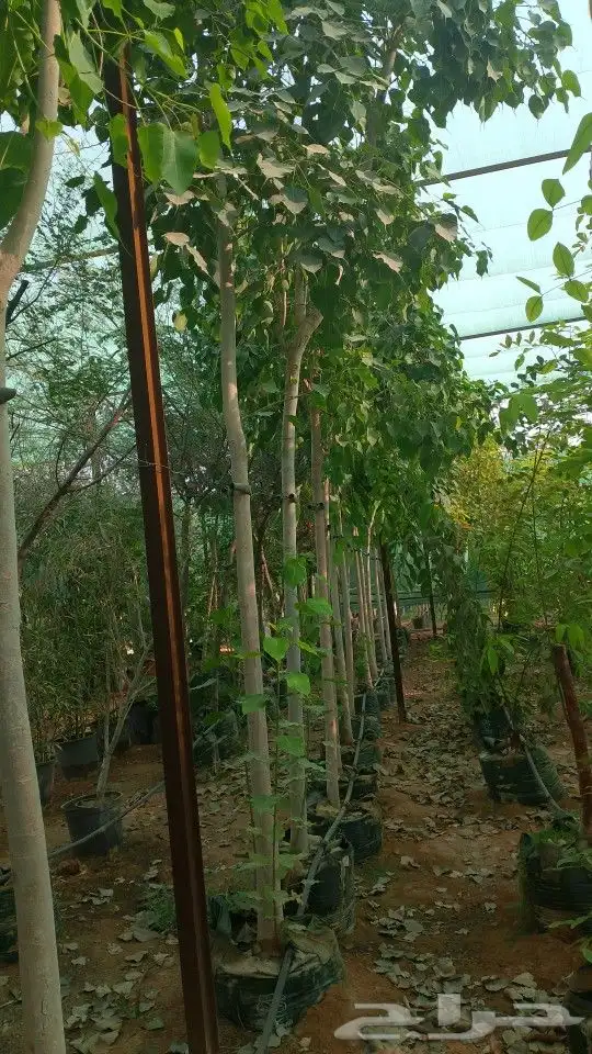 أشجار زينه وممثماره واحجم كبيره وصغير بانوعها طلح سدر وسرو 7