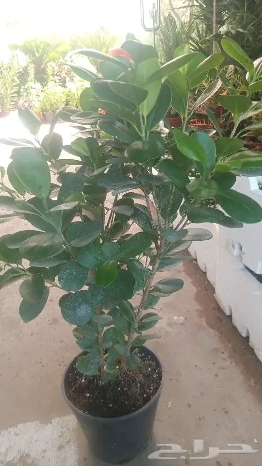 تنسيق حدايق 1