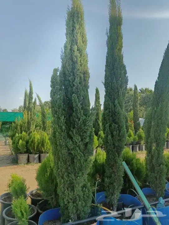 أشجار زينه وممثماره واحجم كبيره وصغير بانوعها طلح سدر وسرو 2