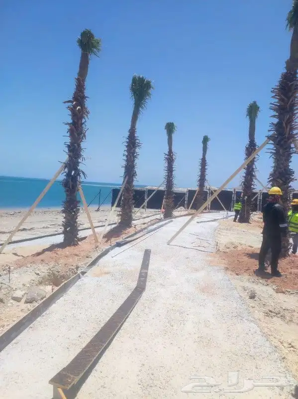 زراعه نخيل 5