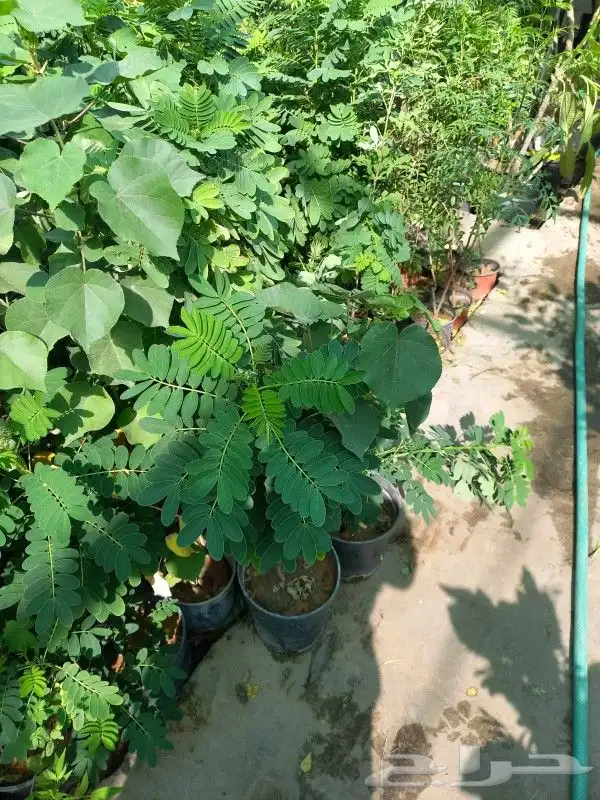 زراعه الورد الطبيعى وقص الاشجار وترتيب الأشجار 6