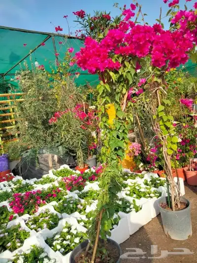 مزرع 6