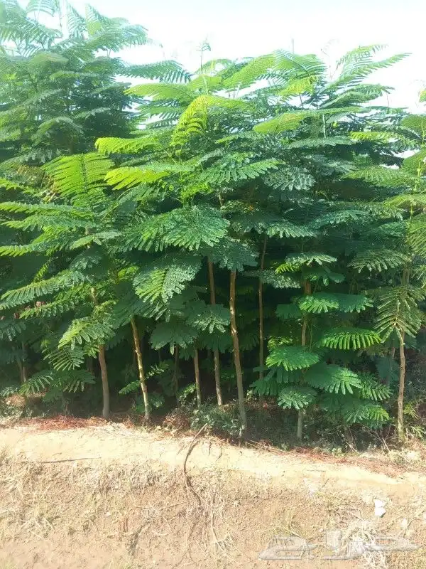 تنسيق حدائق بالدمام 7