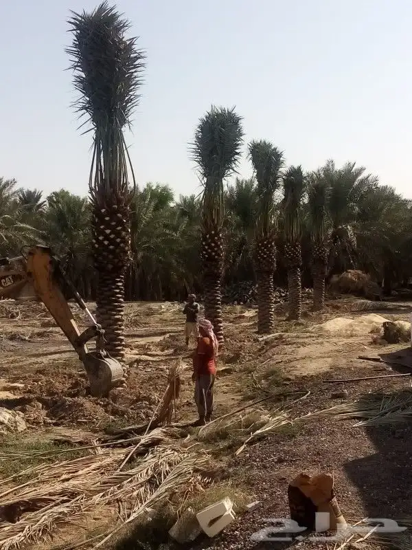 زراعه نخيل 0