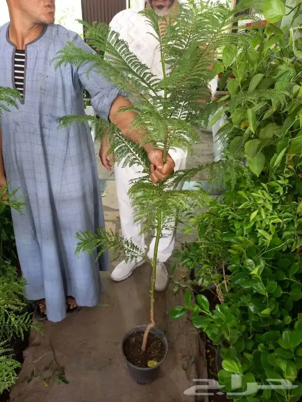 زراعه الورد الطبيعى وقص الاشجار وترتيب الأشجار 4