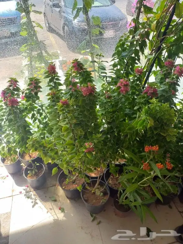 زراعه الورد الطبيعى وقص الاشجار وترتيب الأشجار 9