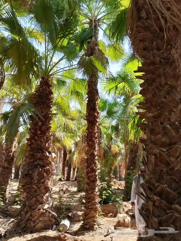 أشجار زينه وممثماره واحجم كبيره وصغير بانوعها طلح سدر وسرو 0