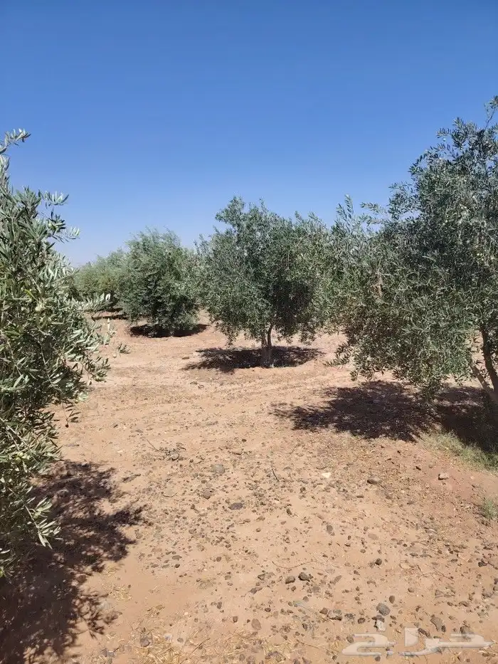 اشجار زيتون مثمر 8
