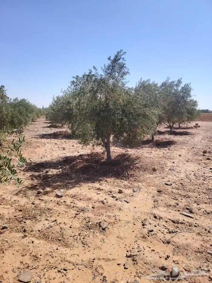 اشجار زيتون مثمر 9