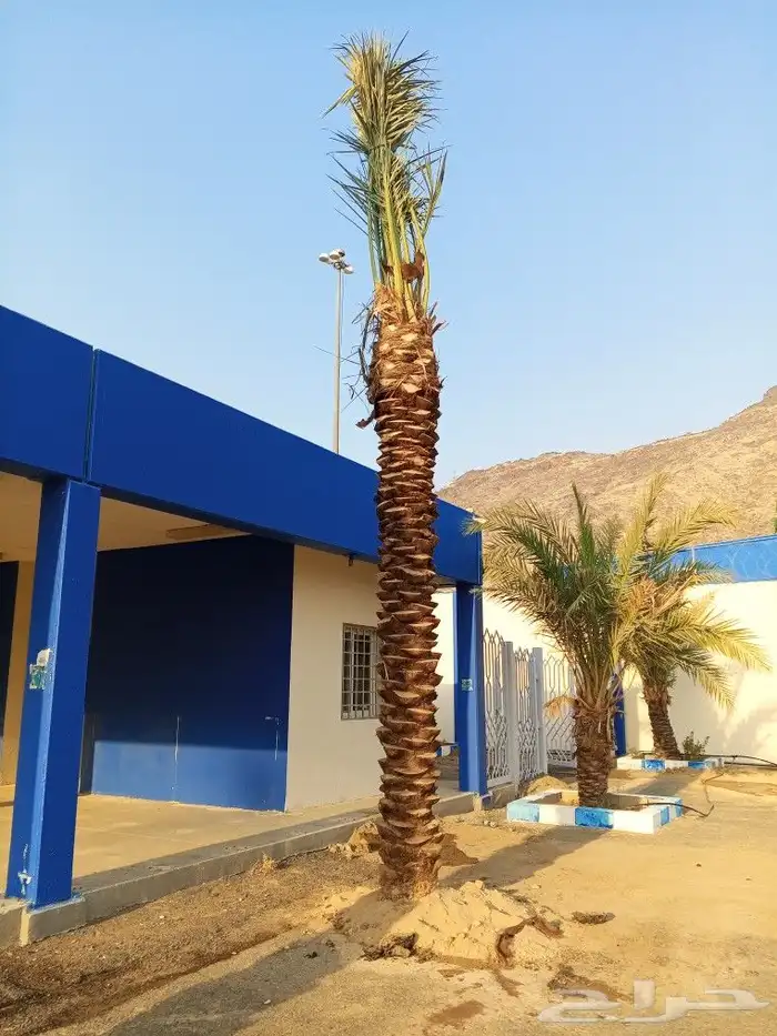 نخل للبيع بجميع المقاسات نخل للبيع مكه جده 8