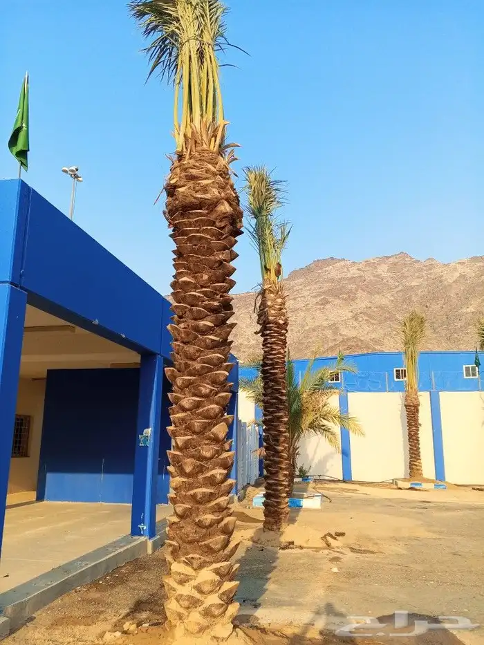 نخل للبيع بجميع المقاسات نخل للبيع مكه جده 7