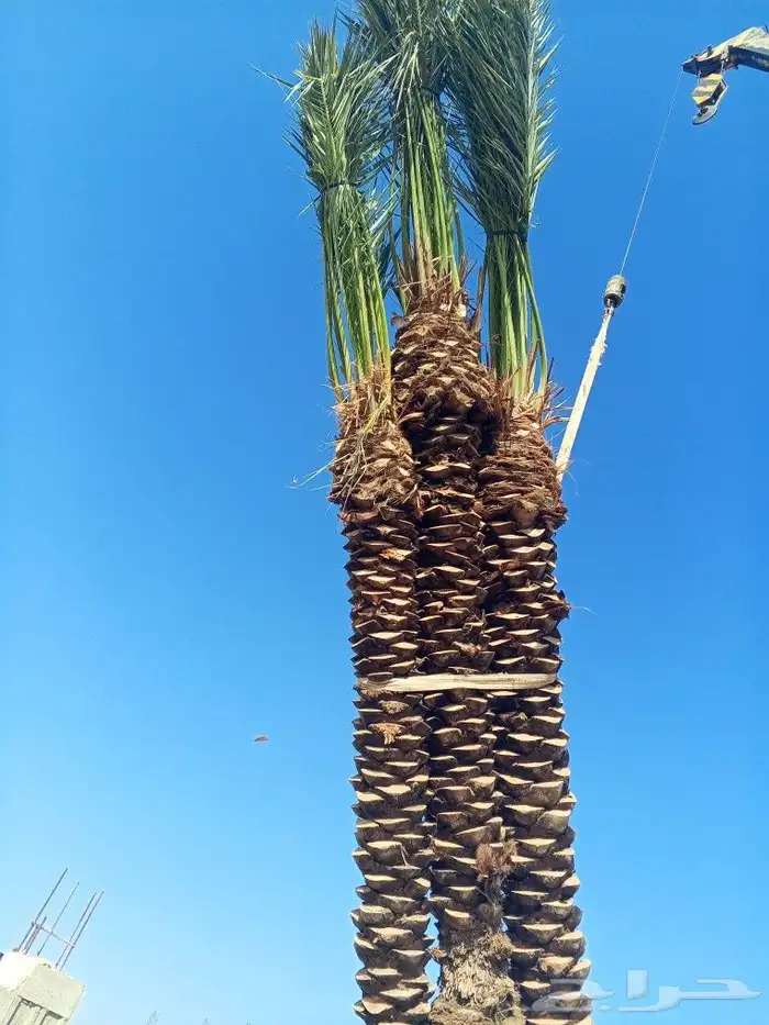 نخل للبيع بجميع المقاسات نخل للبيع مكه جده 5