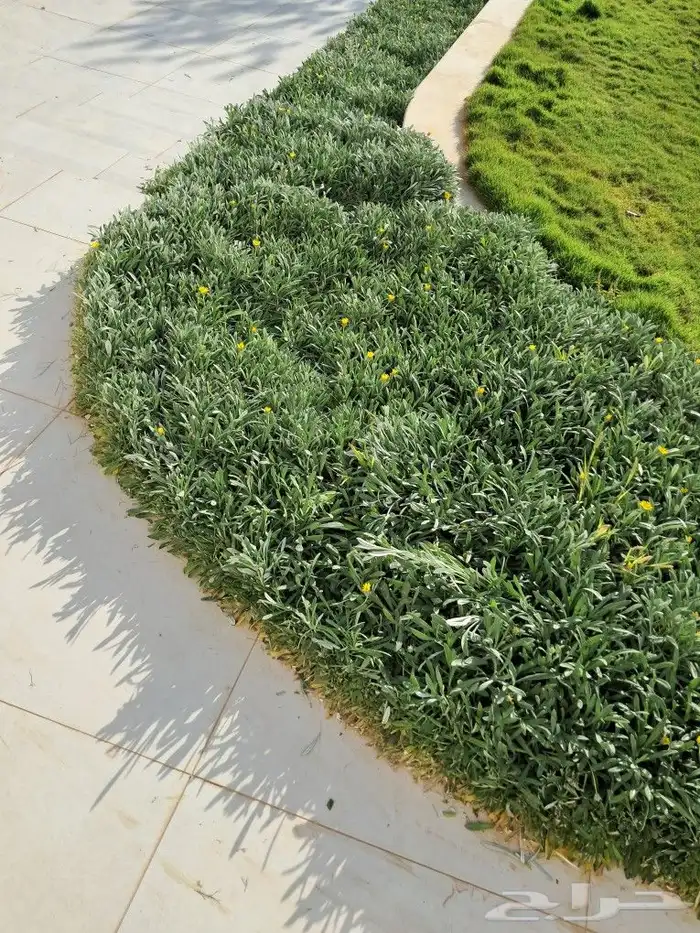 تنسيق حدائق 7