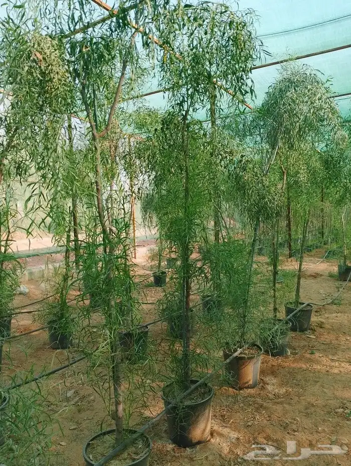أشجار زينه وممثماره واحجم كبيره وصغير بانوعها طلح سدر وسرو 6