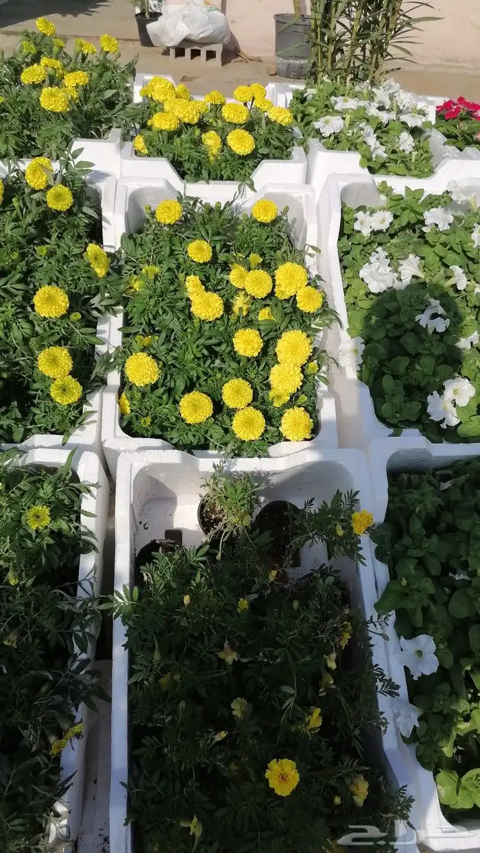 تنسيق حدائق بالدمام 14