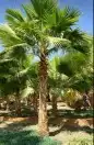 نخل واشنطونياء زينة للبيع 0