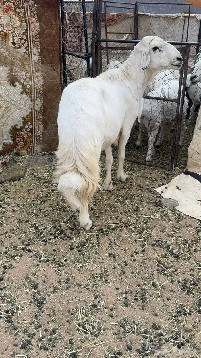 فحل مشروط للبيع 0