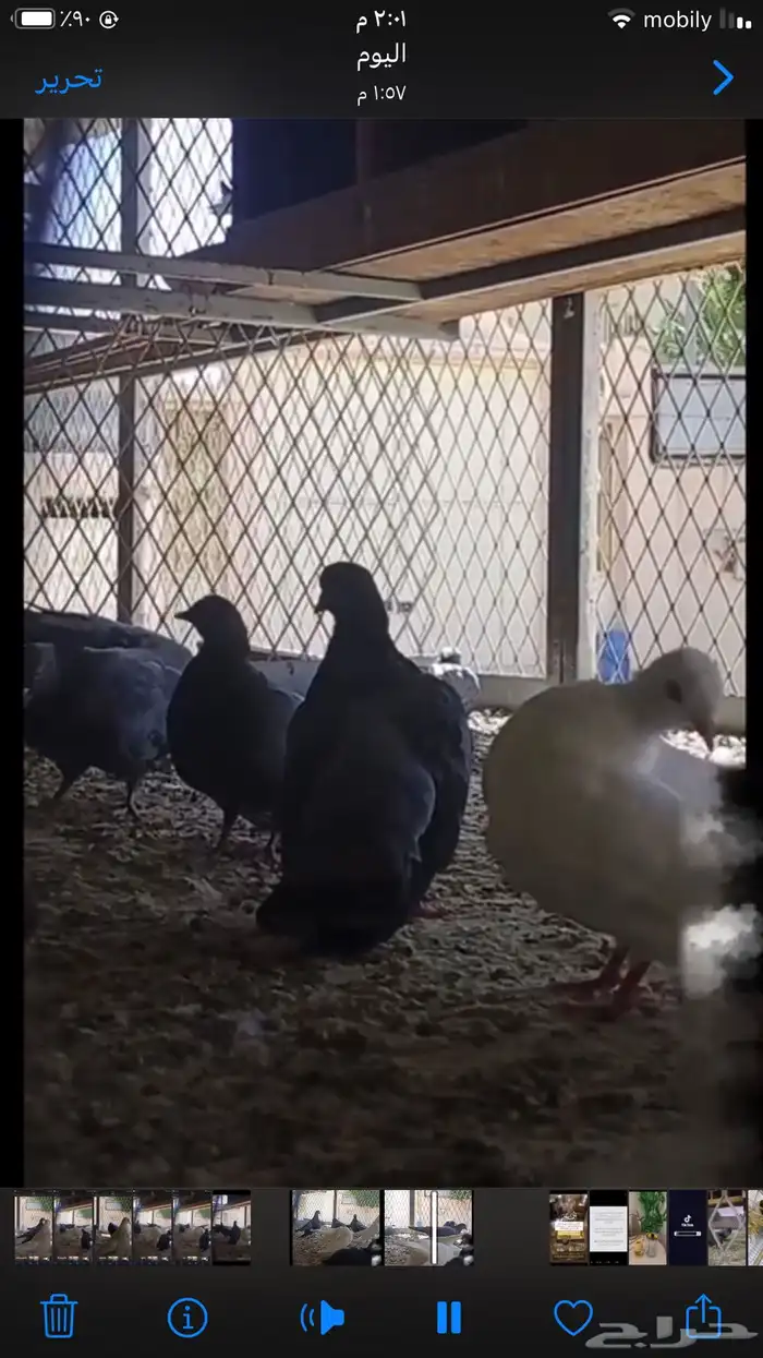 صنعاني شيبه أزرق أصيل 0