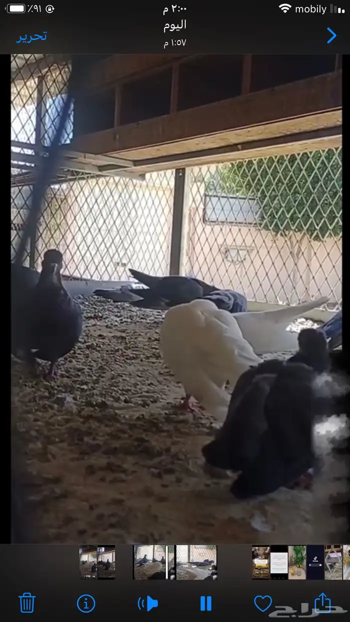 صنعاني شيبه أزرق أصيل 4